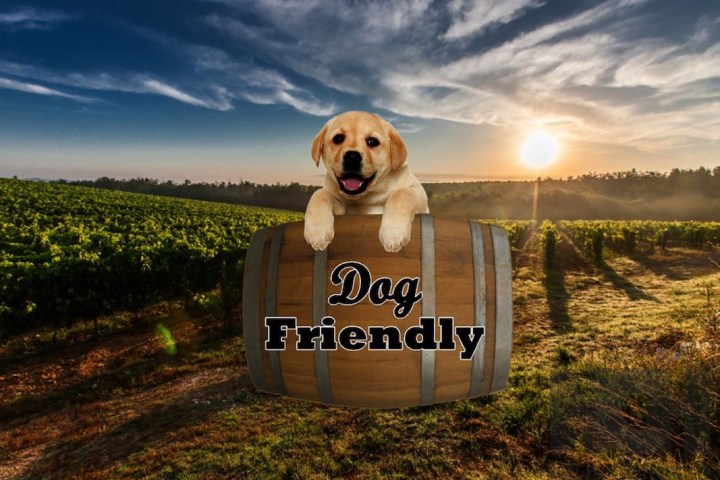 dog at winery